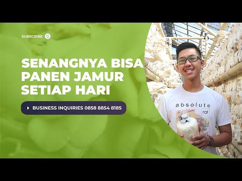 Video: Cara Memulai Bisnis Jamur Mushroom