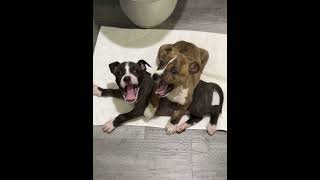 : Throwback To The Day We Got The Boys - They Were So Small 😩