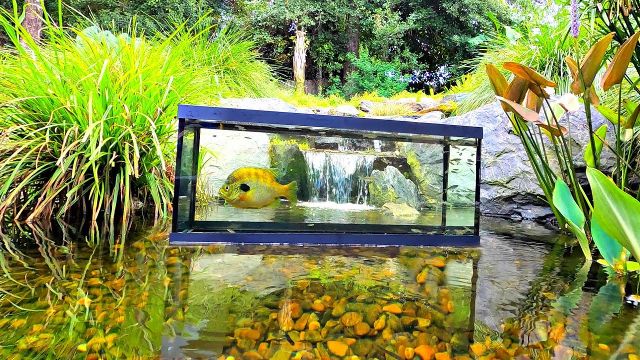 Inverted Aquarium In Backyard Pond! (Upside Down Fish Tank) - Youtube