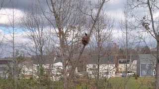 Battle on the Tree: Three Crows vs Squirrel by Life2Nomads 827 views 5 months ago 1 minute, 51 seconds