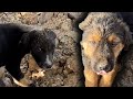 Araziye Atılan Yavru Köpekler Çok Korkmuş