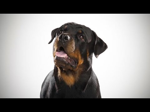 Güçlü ve Kaslı Köpek Irkı Rottweiler