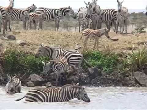 Video: Hvilke Nationalparker I Kenya Er De Mest Interessante