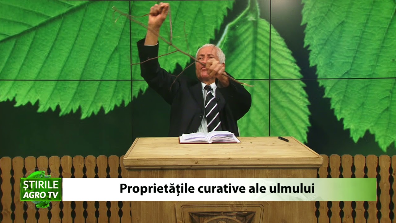 VIDEO: Proprietățile curative ale ulmului 1 VIDEO: Proprietățile curative ale ulmului YouTube player