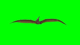 Pterodactyl Dinosaur flying on Green screen | Bird dinosaur chroma key