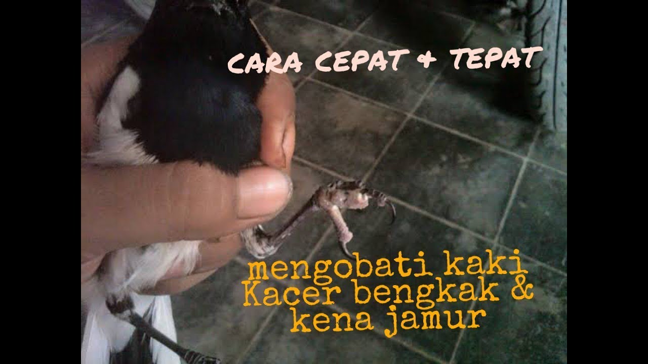 Cara mengobati kaki Kacer yang luka ( kena jamur )