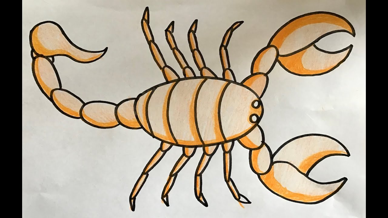 How to Draw a Scorpion  Draw Easy drawings Drawings