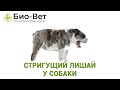 Стригущий Лишай у Собак - Симптомы и Лечение // Сеть Ветклиник Био-Вет.