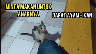 Masya Allah Kucing Ini Mohon-Mohon Minta Makan Ternyata Di Bawa Untuk Anaknya Yang Kelaparan..!