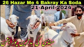 Lalukhet bakra mandi Me Qurbani 2024 Ka Bakra |21-April -2024| Lalukhet Bakra Mandi |Bakra mandi