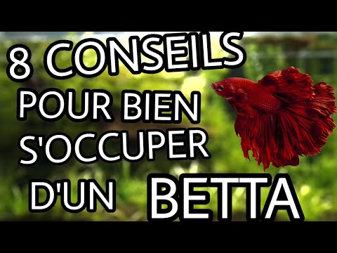 Vidéo: Guide D'entretien Du Poisson Betta