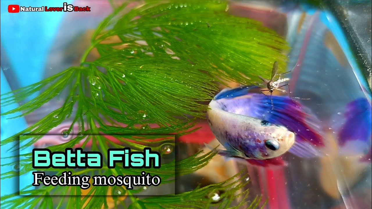 betta fish eating mosquito