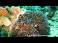 필리핀 바닷속 #10 (Philippine underwater videos #10)