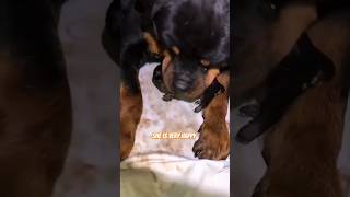 Rottweiler Showing Her New Born Puppy To The Owner... She Is Very Happy #rottweiler #newbornbaby