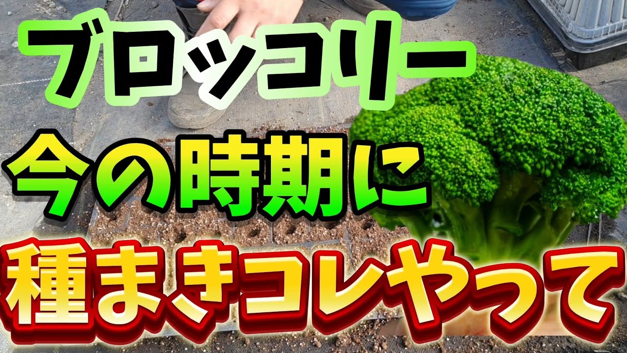 Broccoli] Here's how to sow seeds even in January! If you sow them