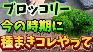 【モリ】ブロッコリーコート種子（グリーン5個、アーリー1個） 楽天市場】ブロッコリー 種子 5000粒の通販