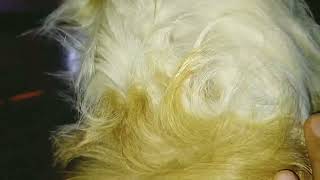 Get rid of dog lice #dog by Cakie Dog 2,375 views 2 weeks ago 13 minutes, 55 seconds