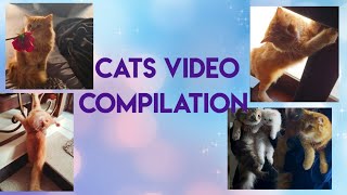 Cat's video compilation,new #cat #shortvideo #love #reels #cute #cats #shorts #fun #pet #pets#video