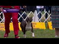 American Staffordshire Terriers | Breed Judging 2021 の動画、YouTube動画。