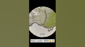 "Cucumber magnified 400X looks so beautiful!" #underthemicroscope