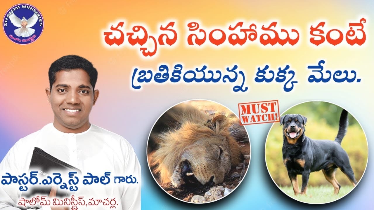 A LIVING DOG 🐕 IS BETTER THAN A DEAD LION  🦁 96 40 67 89 68  Pentecostal