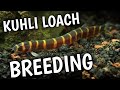 Kuhli loach breeding | Breeding Kuhli loaches | How to breed the Kuhli loach .