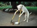 7 Animales Grabados Haciendo Cosas Increibles