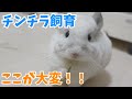 【チンチラ】チンチラ飼育のここが大変！【動物たちと私。】