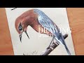 How to Draw Birds Easily (Orange Headed Thrush) Anis Merah