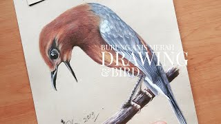 How to Draw Birds Easily (Orange Headed Thrush) Anis Merah