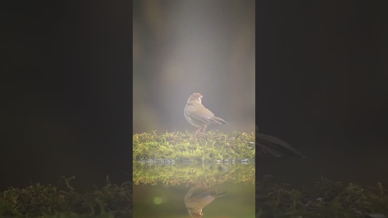 4k Bird Video Shorts 