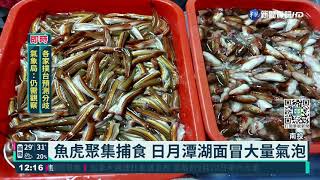 魚虎繁衍迅速 恐危害日月潭生態｜華視新聞 20210816