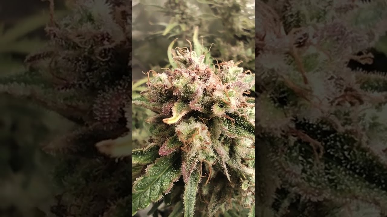 🤍 Runtz Automatic by White Label  