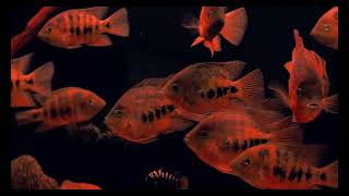 1 hour of Colorful Fish RELAX, SLEEP, MEDITATE, MUSIC | Kingdom Aquatica