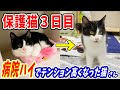【保護猫3日目】病院から戻ったらいきなり元気に遊びはじめる2匹に驚かされました。