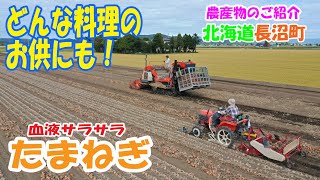 長沼町の農産物のご紹介～たまねぎ～