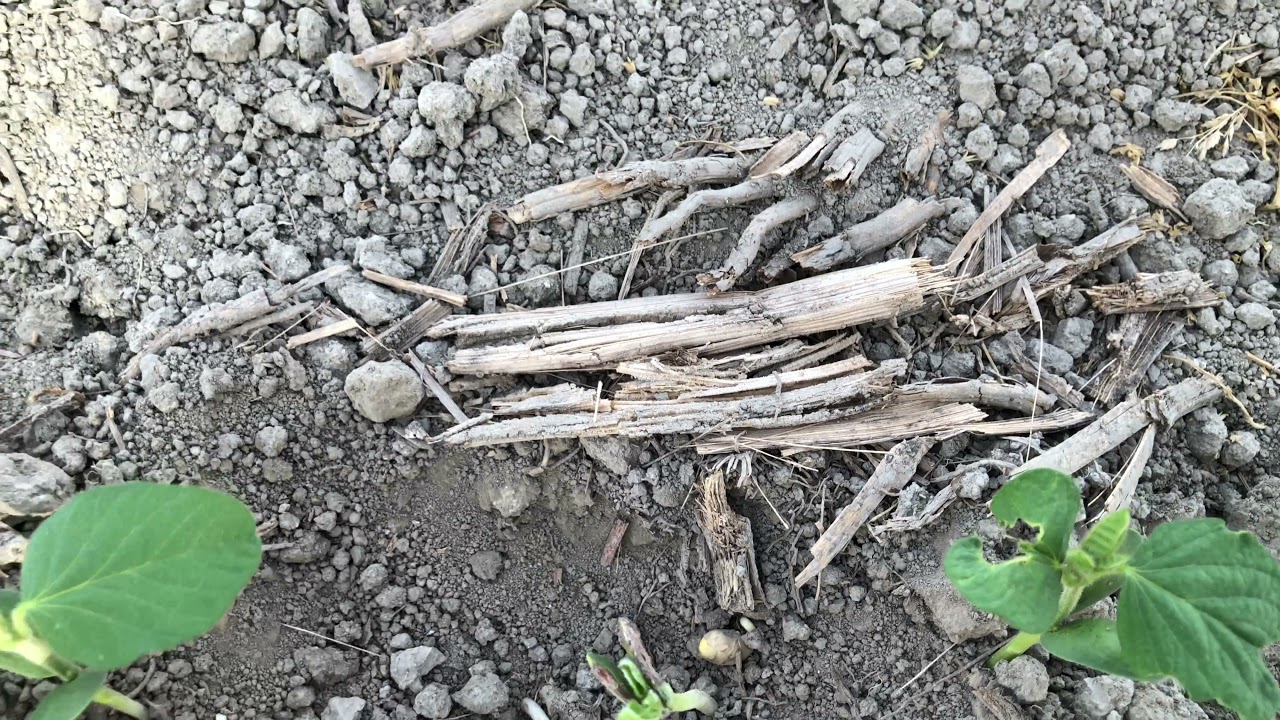 Birinci Ürün Soya Fasulyesi Kontrollerini Yapıyoruz Soya Fasulyesi Yetiştiriciliği