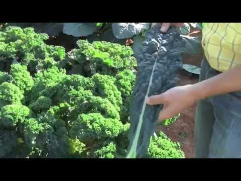 Video: Perbezaan Antara Kale Dan Collard Greens