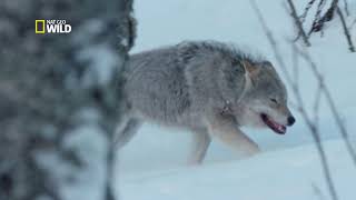 Le loup gris à la chasse des bisons