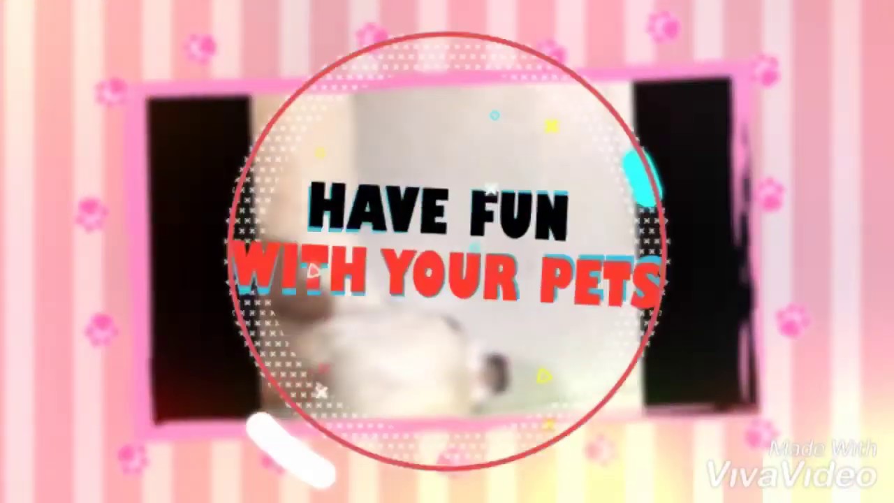 Have fun with your pets - YouTube