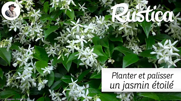 Quand planter un jasmin étoilé ?