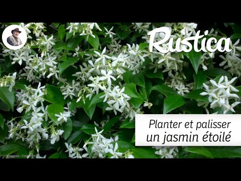 Comment planter et palisser un jasmin étoilé