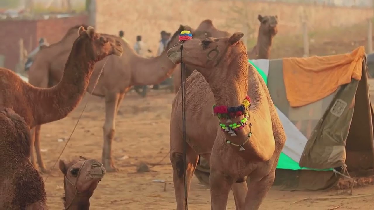 10 Mind-Blowing Facts About Bactrian Camels! 