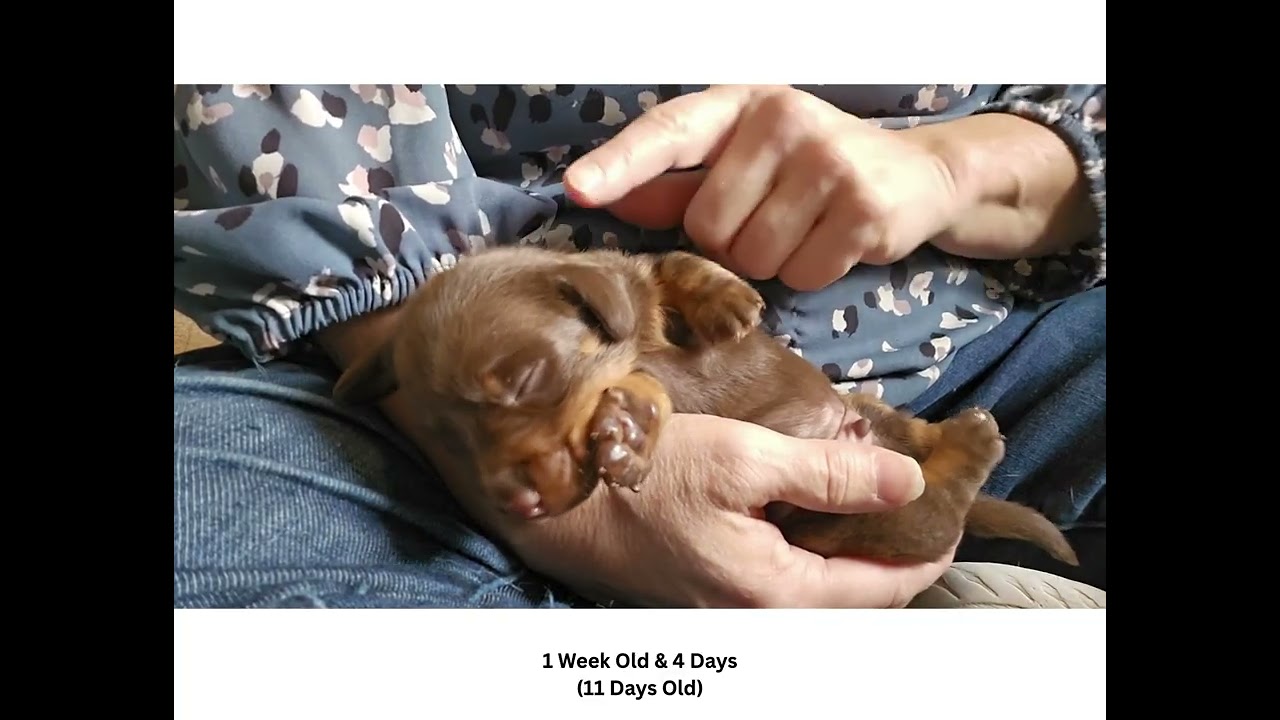 12142025 Dachshund Puppies