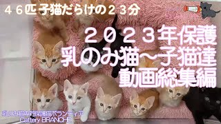 2023年保護の子猫乳のみ猫赤ちゃん猫動画総集編 たっぷり匹詰め合わせ♪