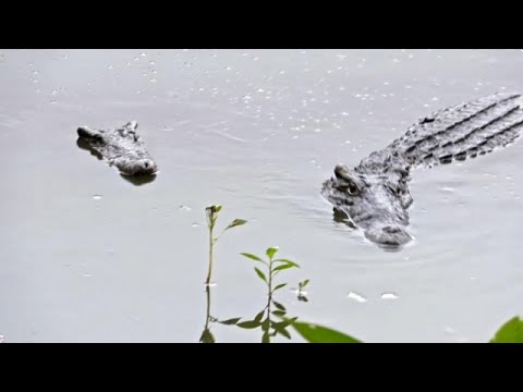 Video: Sind Krokodile vom Aussterben bedroht?