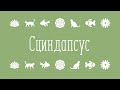 Обзор моих растений. Сциндапсус-Эпипремнум. 2часть.