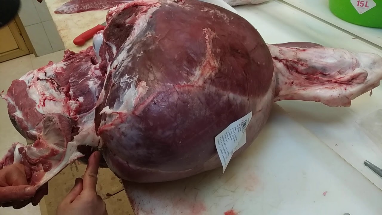 Deshuesar pierna de ternera de azul belga -Bone Belgian blue veal leg