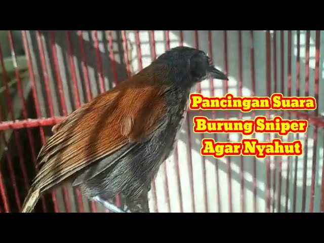 PANCINGAN SUARA BURUNG SNIPER BAHAN AGAR CEPAT BUNYI DAN GACOR|TEPUS DADA PUTIH MINI class=