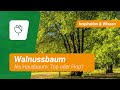 Walnussbaum als Hausbaum: Top oder Flop?
